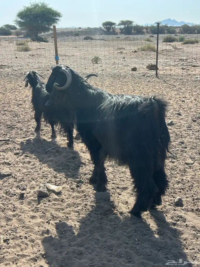 تيس حار جدا  صنف سنه رباع هدي بلحيل وطيب 2