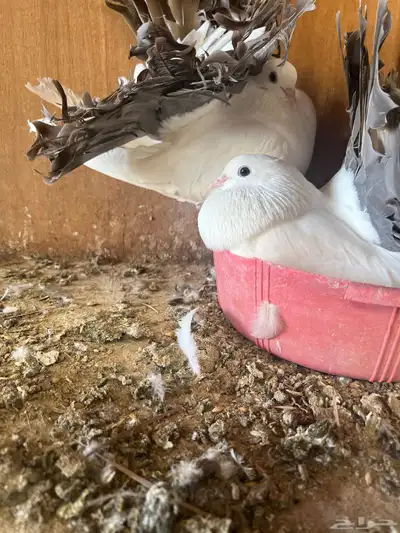 حمام زينه index