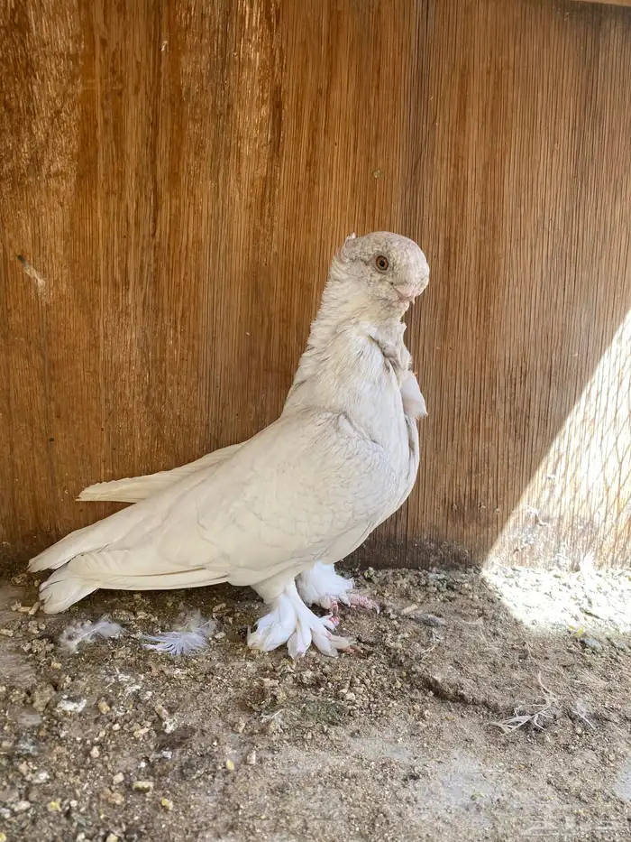 انثى فراشه 0