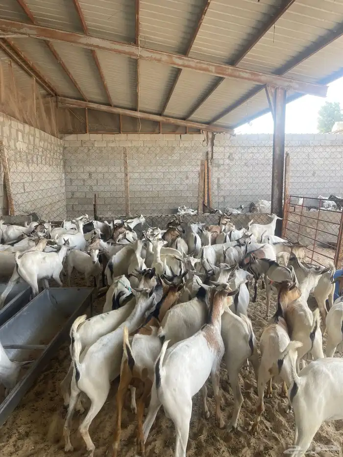 تيوس مرابي ومخاصي 0