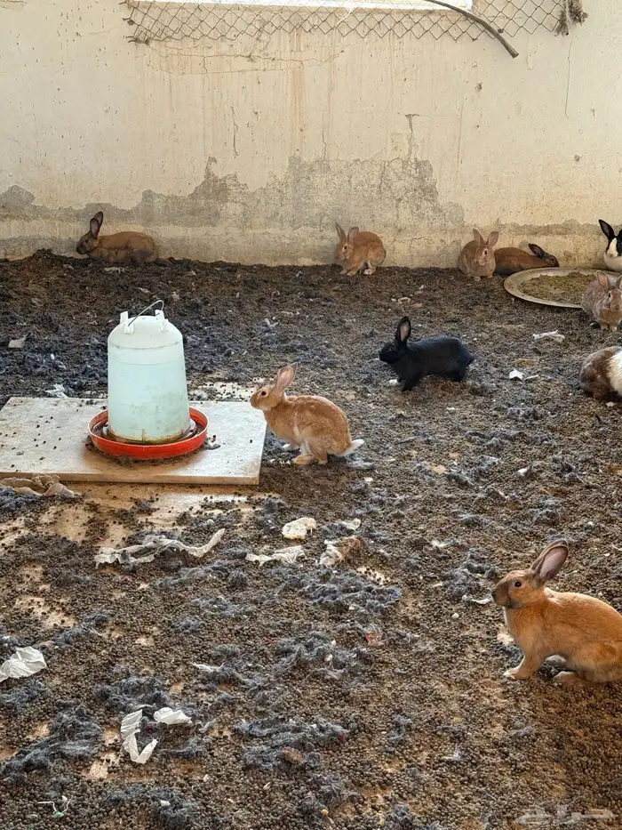 أرنب بلديه للبيع حولي 40 حبه تزود ولا تنقص 2