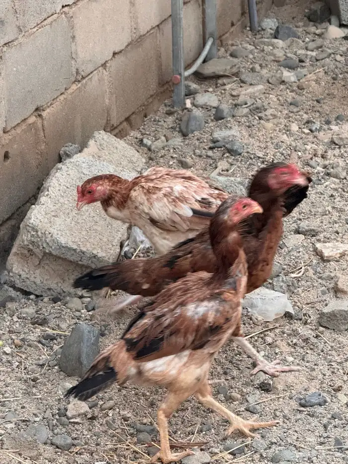 دجاج باكستاني شامو 9