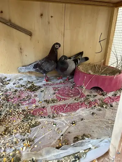 حمام كوري جوز index