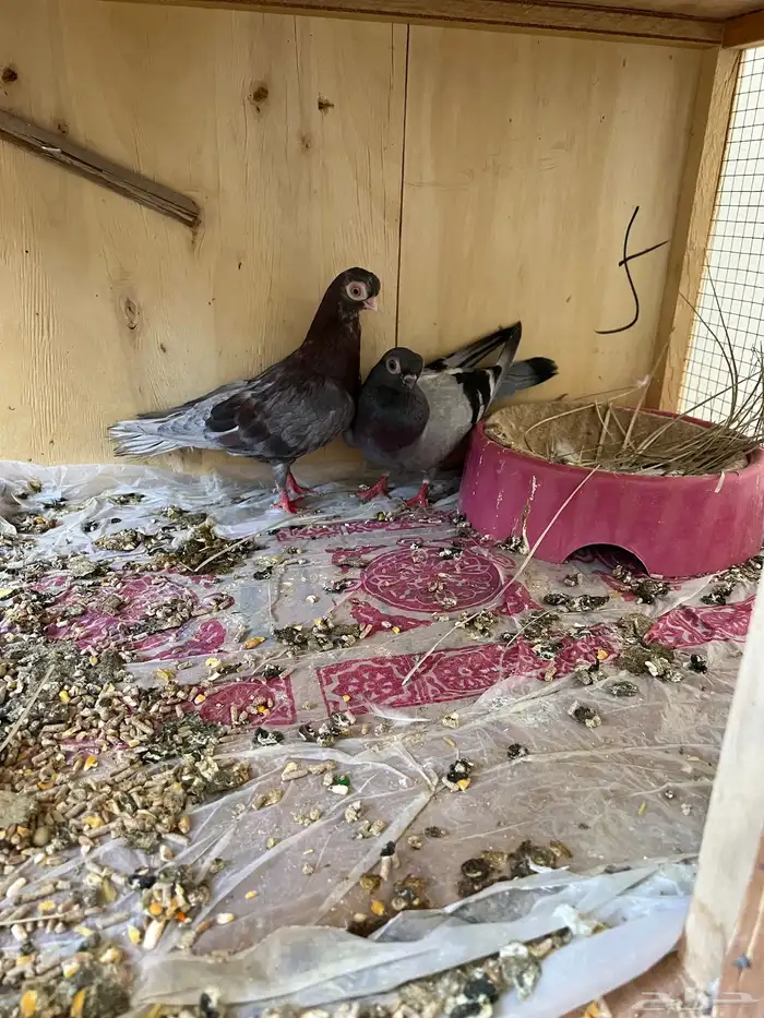 حمام كوري جوز 3