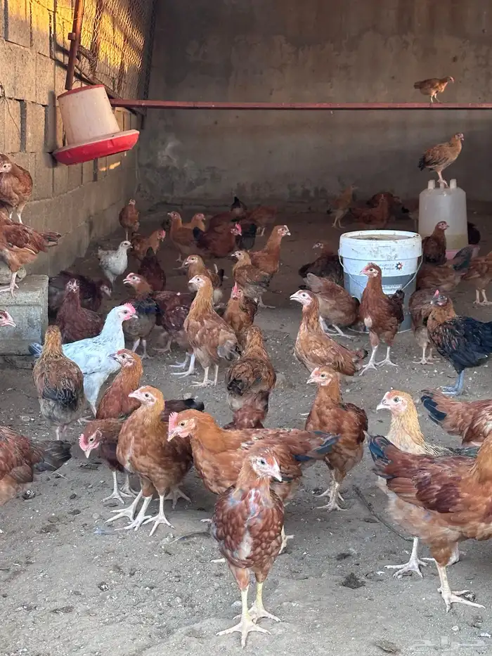 فروخ دجاج فرنسي توب 4