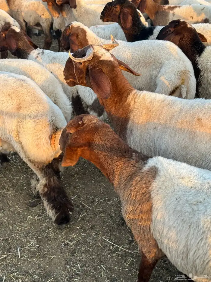 جذعات نعيم 1