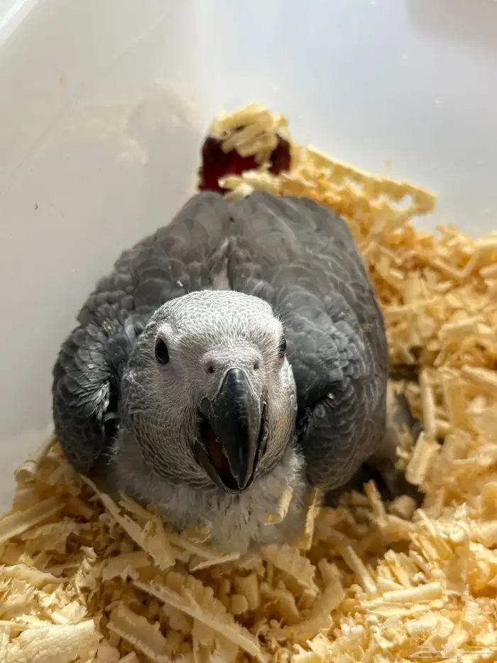 فروخ كاسكو وفرخ اكلكتس 0