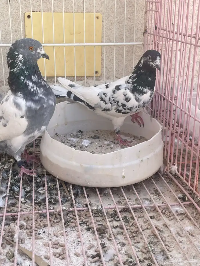 حمام هندي دم صافي قريب النتاج وفرد هندي انثا طبه 2