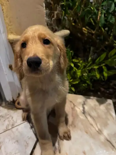 pure golden retriever index