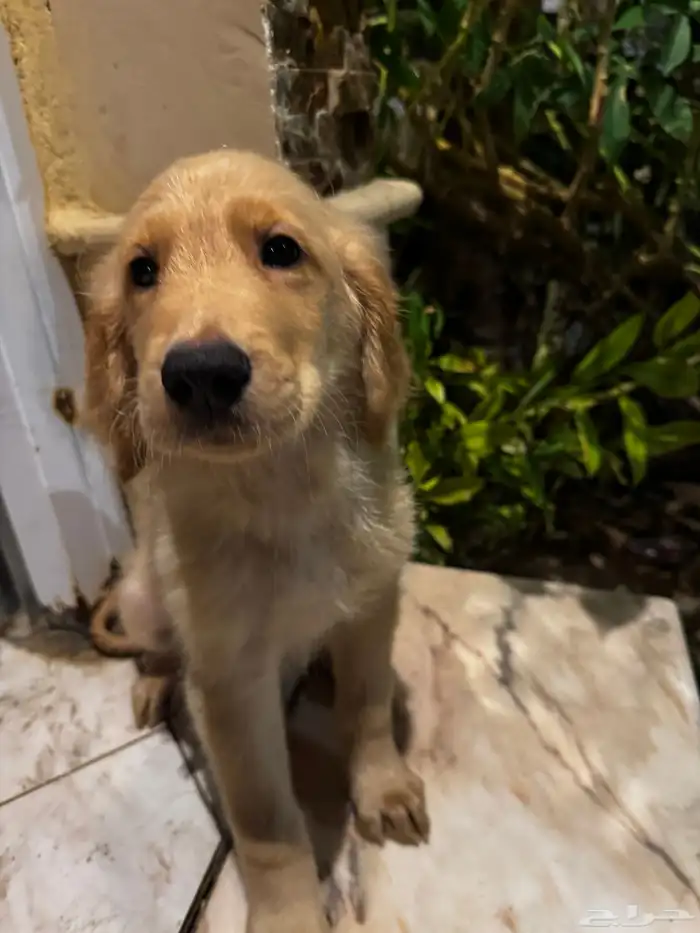 pure golden retriever 8