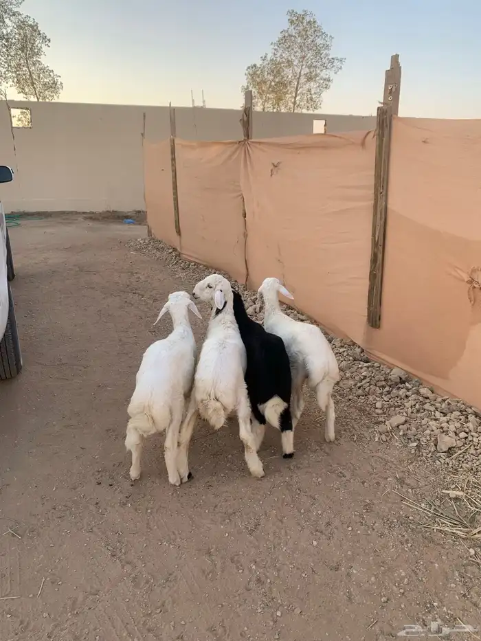 ثلاثه طليان ورخل 0