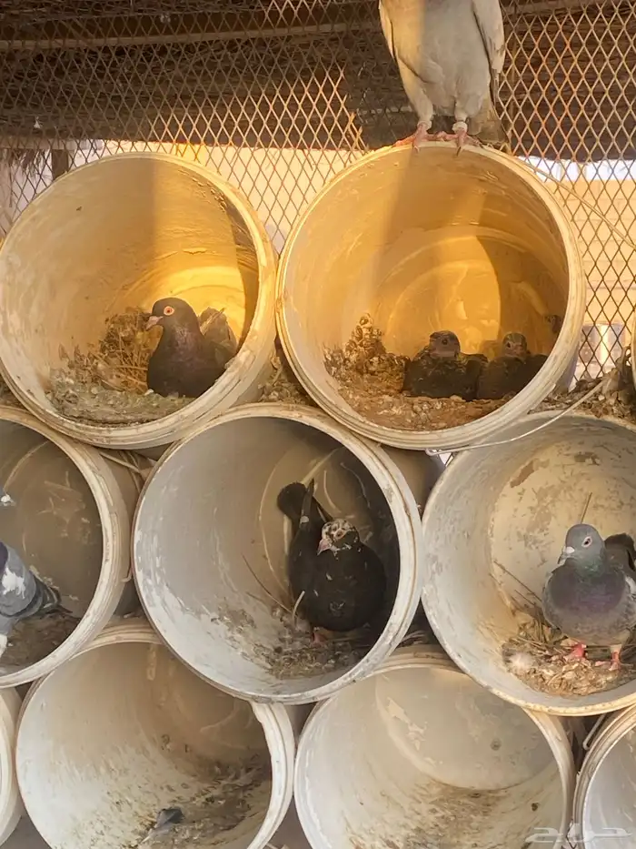 حمام زاجل العداد 110 جوز يزود ينقص مادري 3