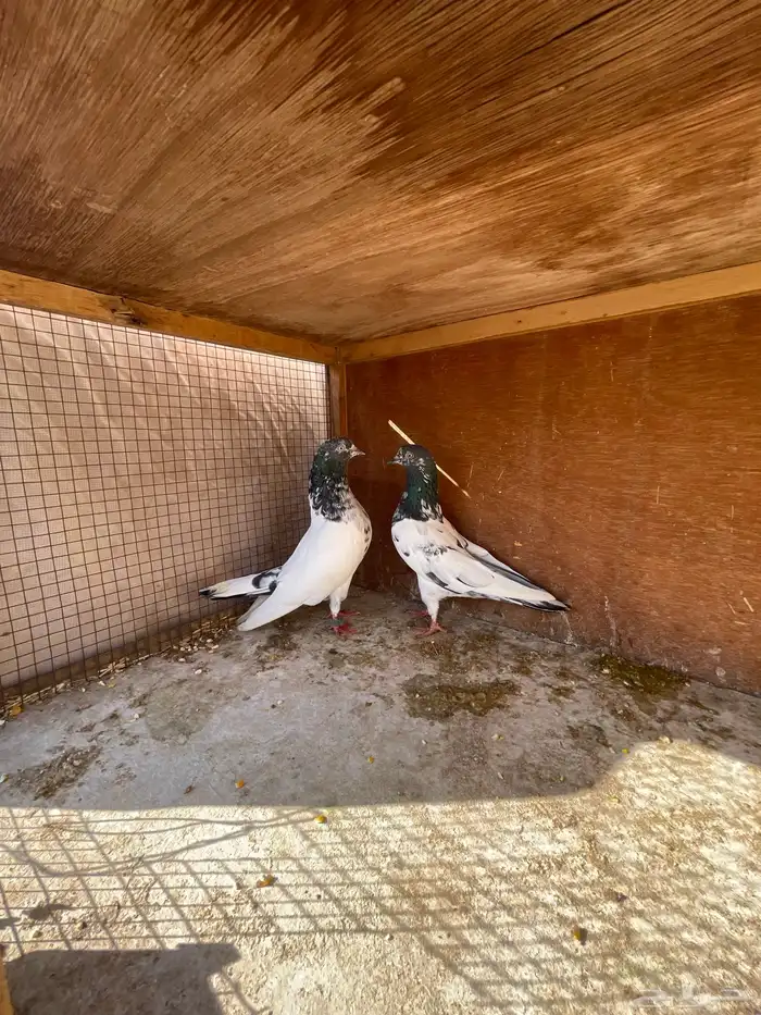 حمام باكستاني 4