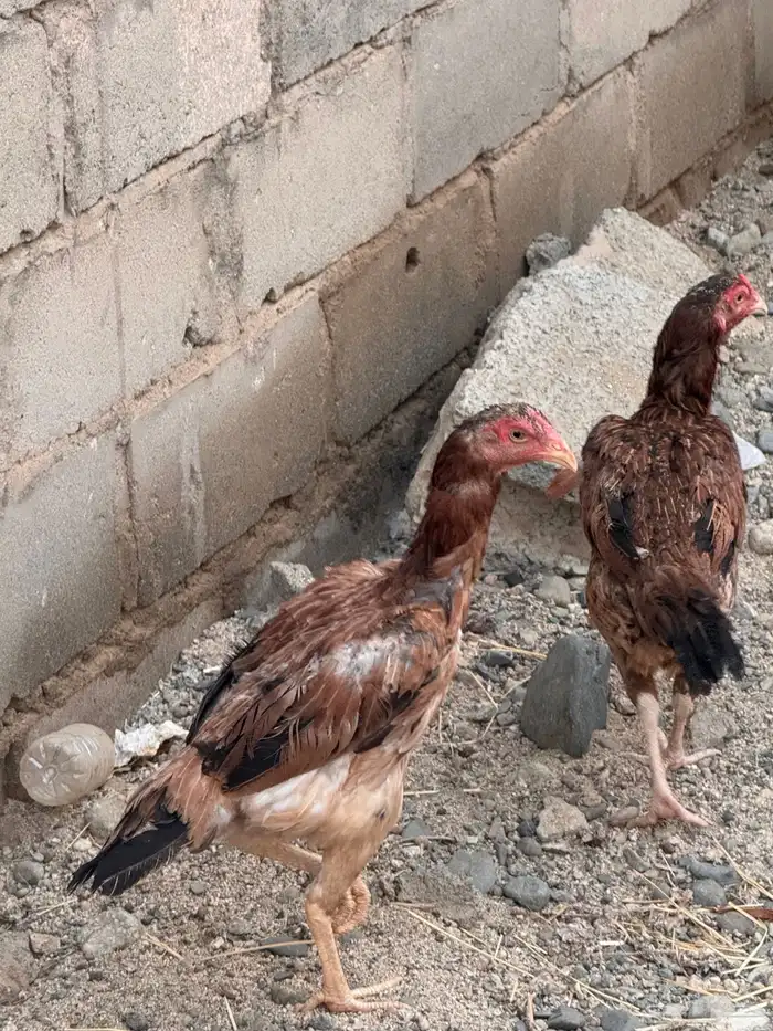 دجاج باكستاني شامو 10