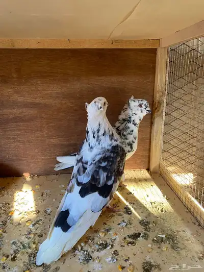 عشه حمام للبيع index