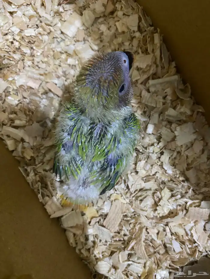 فرخ روز للبيع 2