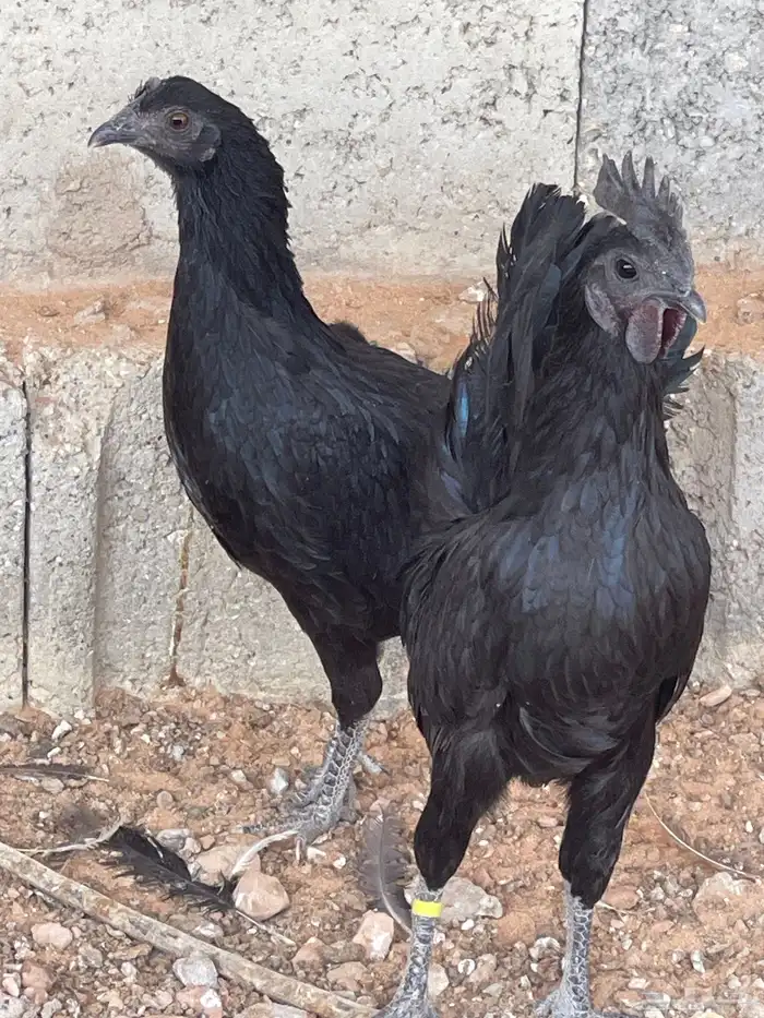 دجاج اندونيسي 3