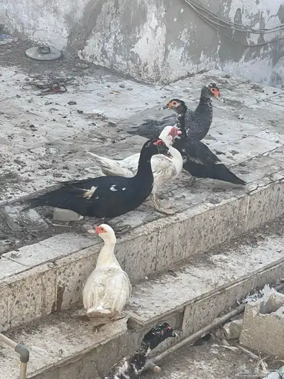 للبيع بط index