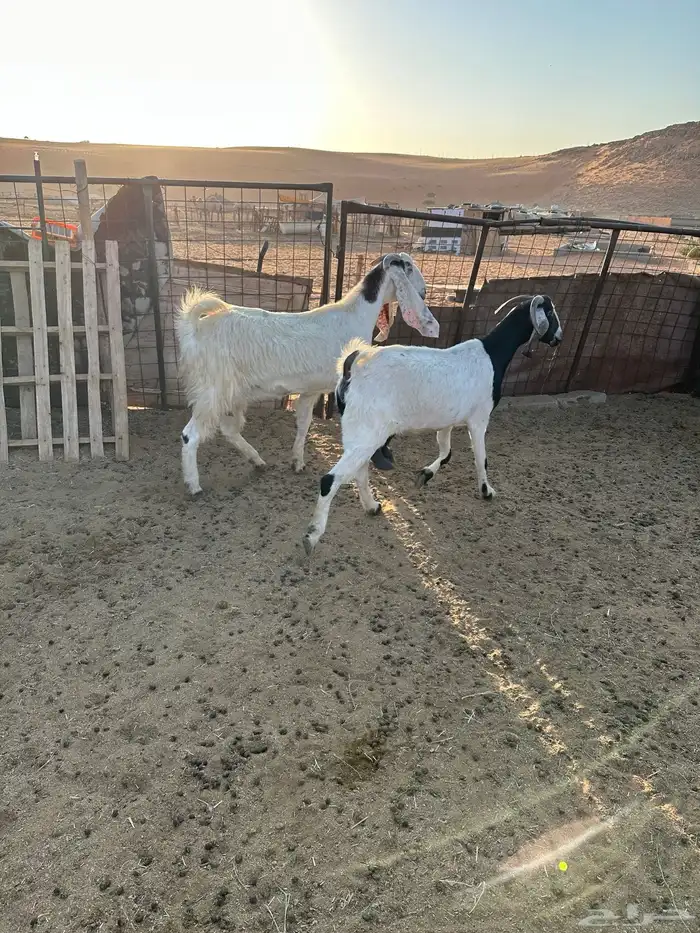 اربع معزا مشاريك دفيع 2