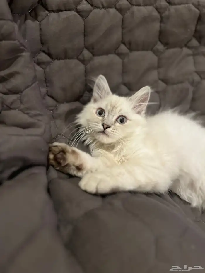 قطه للبيع شرازي 7