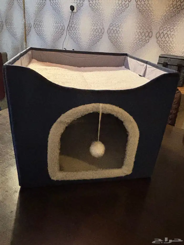 منزل حيوانات أليفة قطط 0