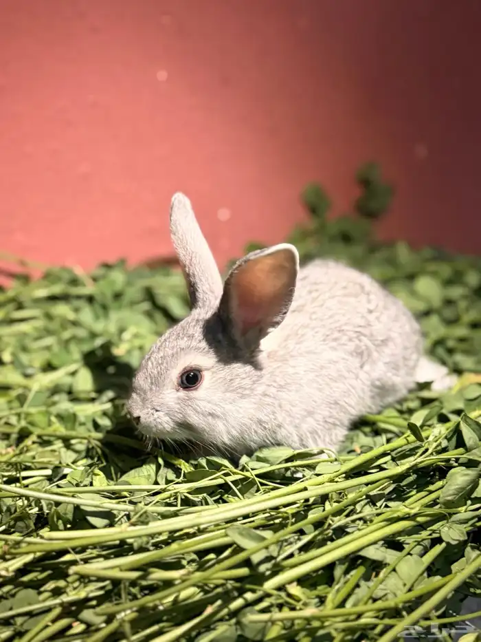 ارانب صغيره لطيفه وجميله 5