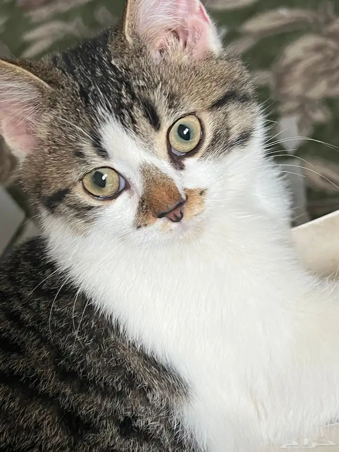 فندقة قطط ( نستقبل كل الفئات والأعمار ) 0