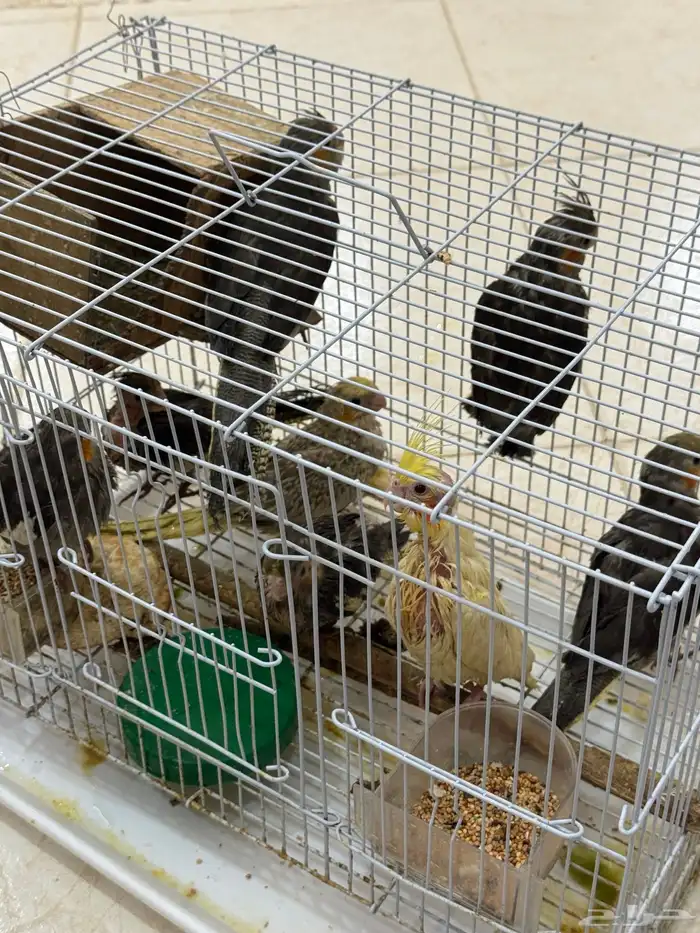 طيور كروان 0