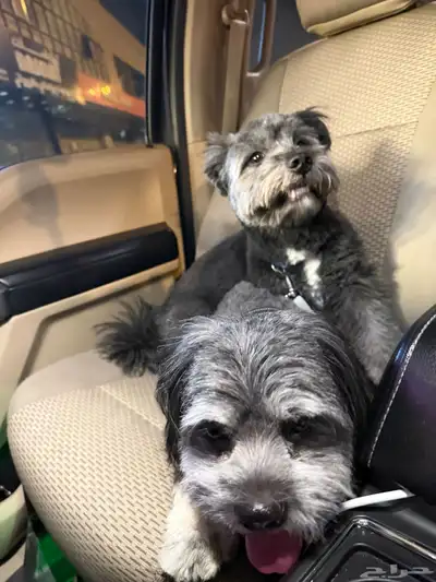 كلب مالتيز اسود ذكر وأنثى index