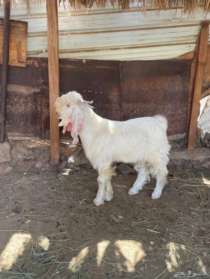 تيس عارضي ابيض 1