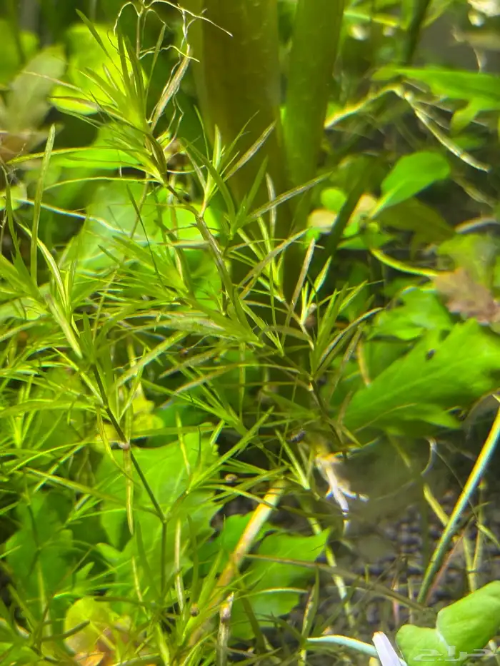 احواض سمك aquarium مزروعة  ونباتات مائية   تصاميم إحترافية 30