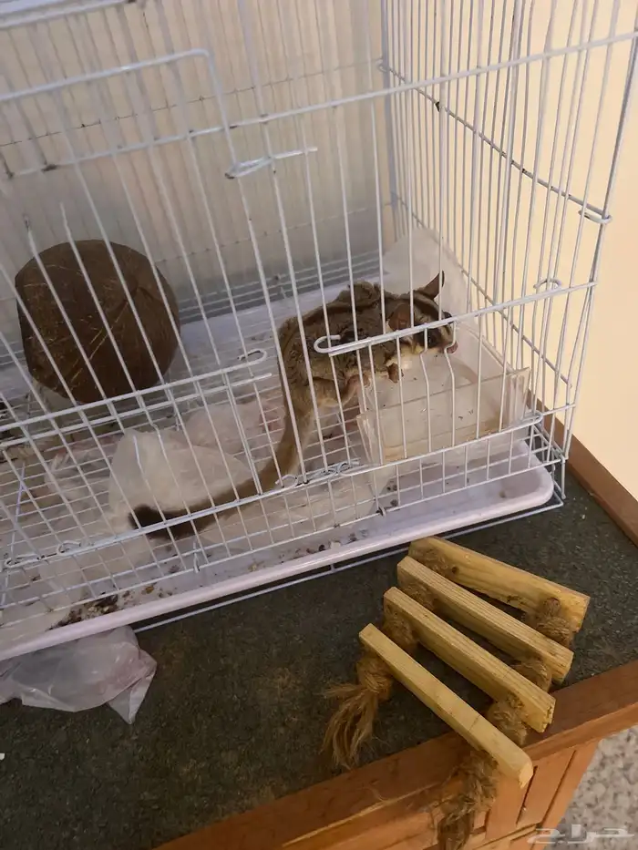 سنجاب طائر 0