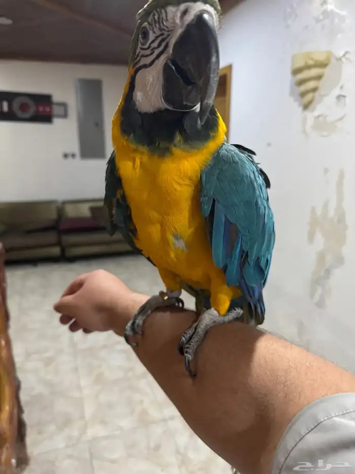 ببغاء مكاو بلو اند قولد طير 8