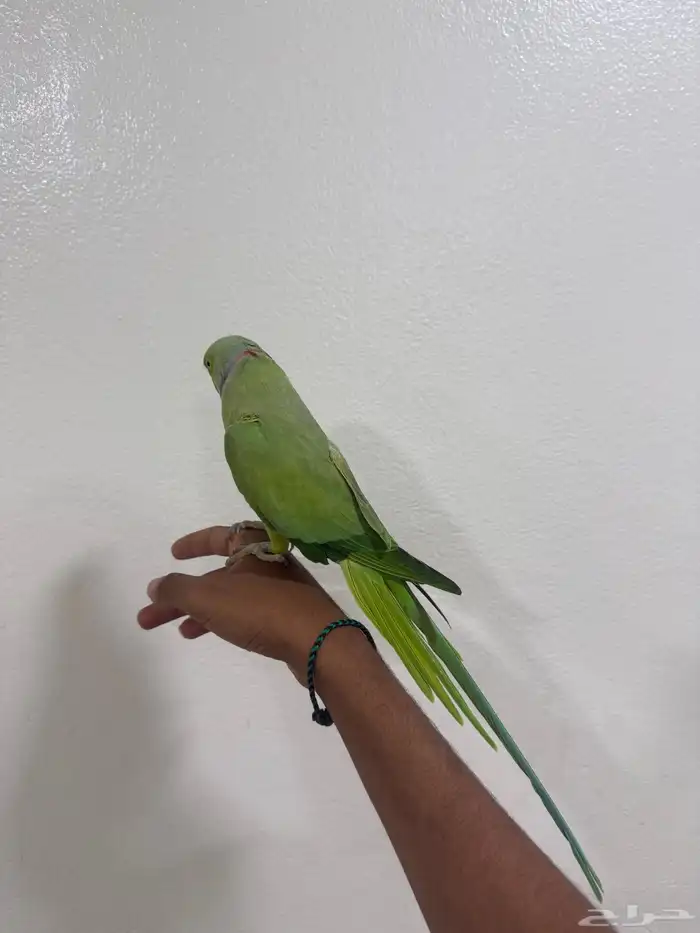 للبيع ذكر دره 2