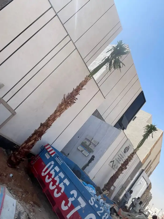 نخيلواشنطونيا للبيع بجميع انواع المقاسات 1