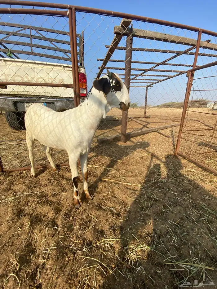 جفره فاخره 3