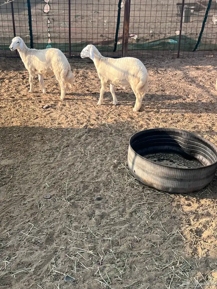 طليان جذعان 27