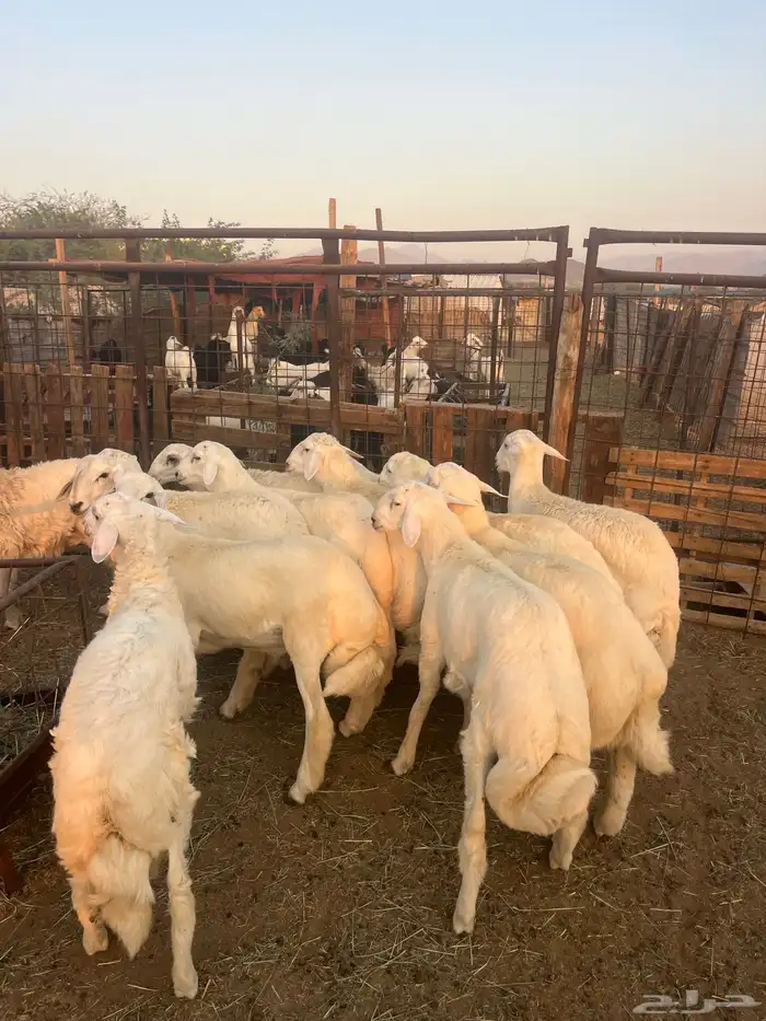 طليان حريه مع الذبح وتوصيل207تقيم إيجابي ولله الحمد 7