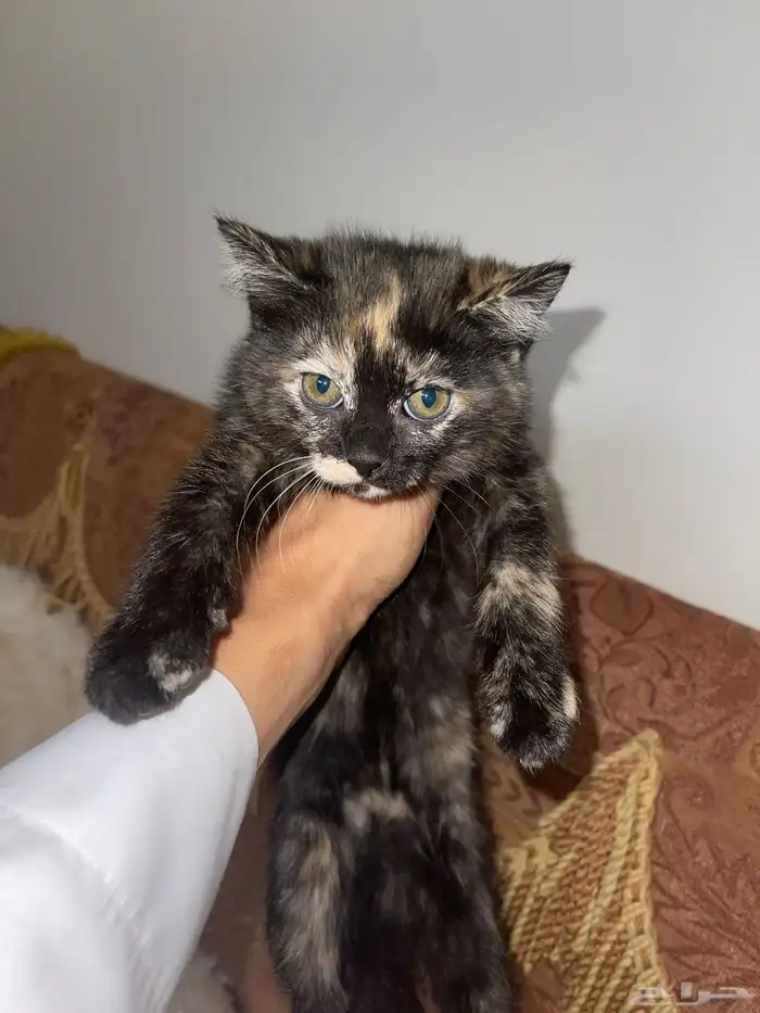 قطط للتبني كيتنز 2