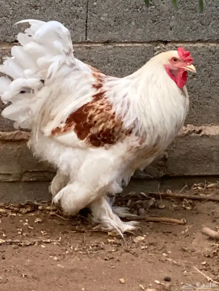 ديك براهما للبيع 5