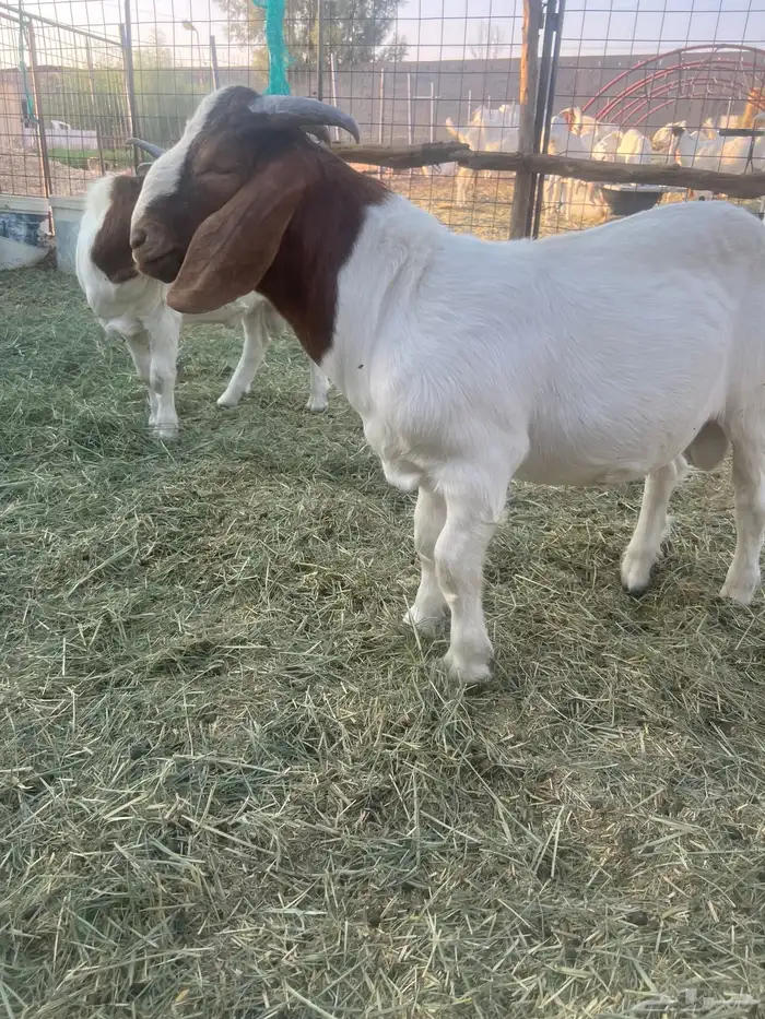 بورقوت تيوس بورقت 5