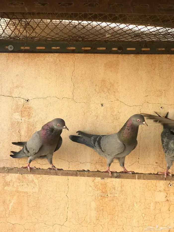 حمام قطيفي   قلابي 24