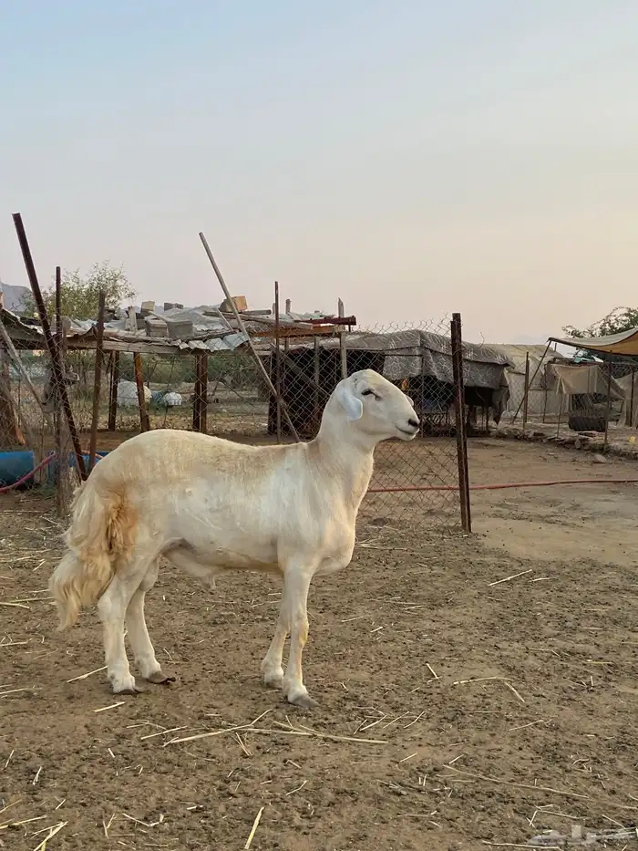 فحل حري جذع العمر تقريب ا حدود 6 شهور ال 7 2