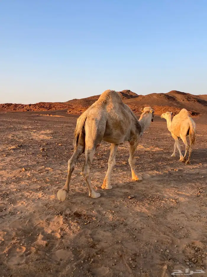 جمل اشقح مشروط 2