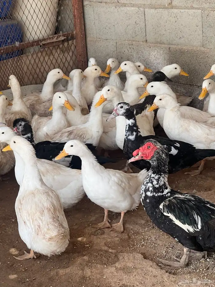 بط كيني وبح للبيع 0