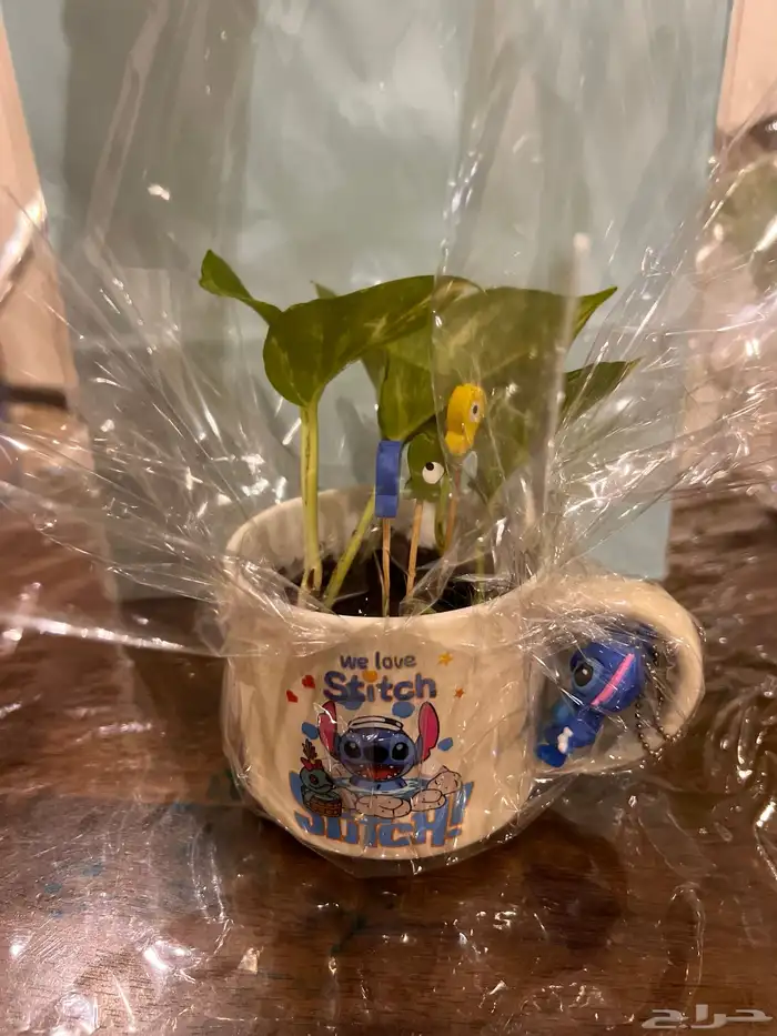 نباتات مشروع جامعي 7