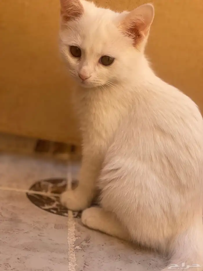 قطط لتبني مجانا 0