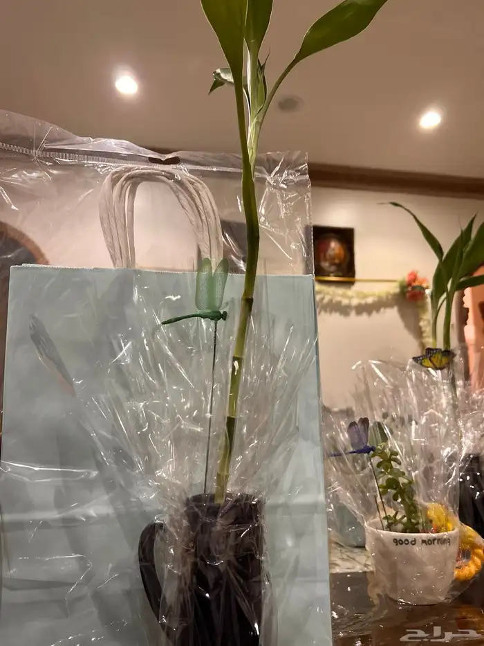 نباتات مشروع جامعي 9