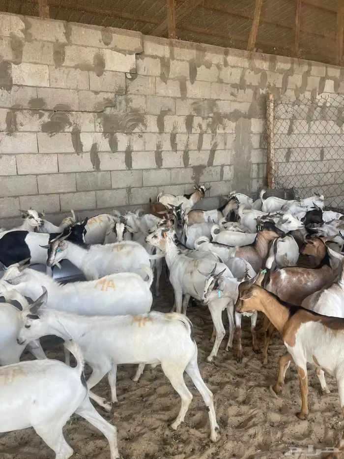 تيوس مرابي ومخاصي 1