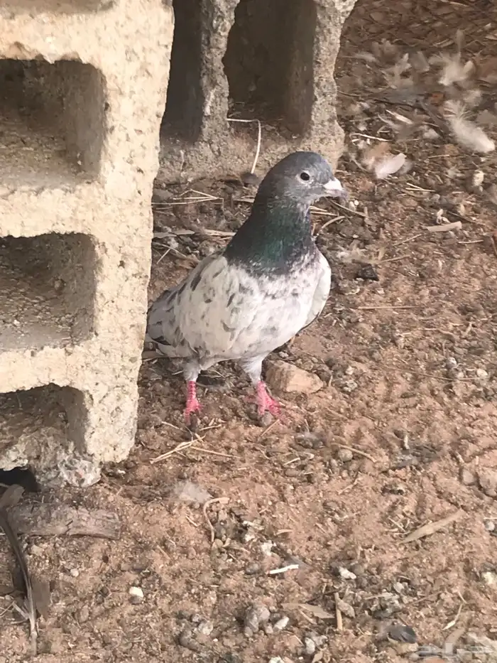 حمام باكستاني 1